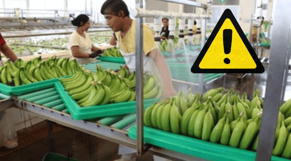 Las problemáticas colocan al sector platanero del sur del país en una situación de crisis devastadora que amenaza con escalar, según denuncian productores locales de Tabasco y Chiapas. GOBIERNO DE MÉXICO