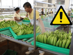 Las problemáticas colocan al sector platanero del sur del país en una situación de crisis devastadora que amenaza con escalar, según denuncian productores locales de Tabasco y Chiapas. GOBIERNO DE MÉXICO