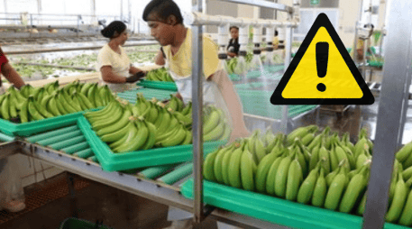 Las problemáticas colocan al sector platanero del sur del país en una situación de crisis devastadora que amenaza con escalar, según denuncian productores locales de Tabasco y Chiapas. GOBIERNO DE MÉXICO