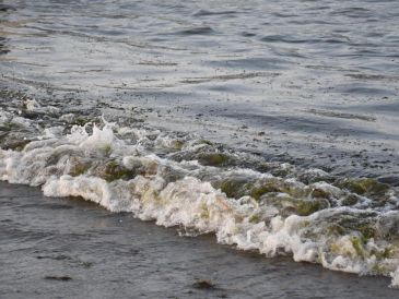 Semarnat reporta 825 toneladas de hidrocarburo recolectadas en mar y 630 km de litoral atendidos. EFE/Miguel Victória