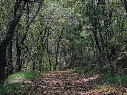 Parques y Bosque La Primavera: Destino vacacional urbano