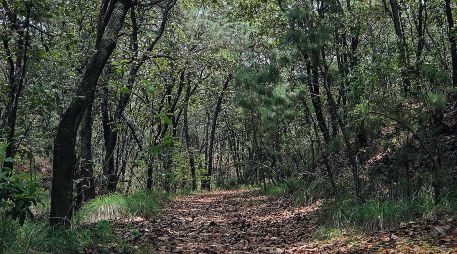 Parques y Bosque La Primavera: Destino vacacional urbano