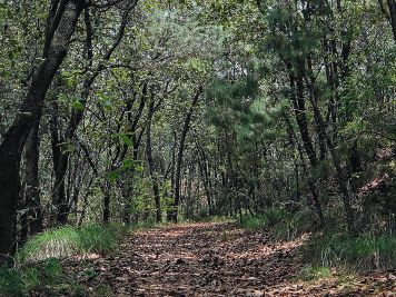 Parques y Bosque La Primavera: Destino vacacional urbano