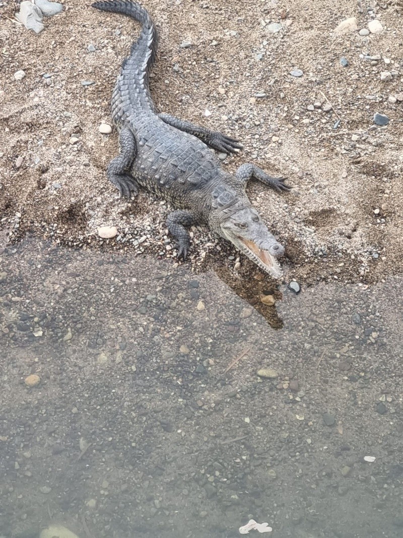 En Puerto Vallarta es común ver cocodrilos en playas donde desembocan ríos. EL INFORMADOR / O. Álvarez&nbsp;