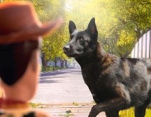 “Tras 10 años a nuestro lado, nuestro oficial canino Capitán ha cruzado el arcoíris, desde donde continuará con su servicio”, escribió el Gobierno de Zapopan en sus redes sociales. CORTESÍA/ Protección Civil y Bomberos Zapopan