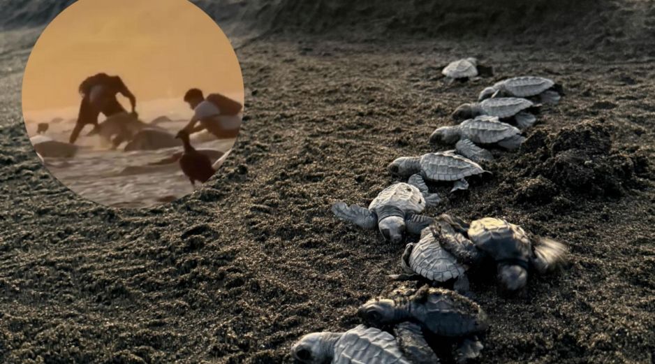 En un video se capta a al menos tres jóvenes con costales blancos cavando hoyos en la arena. ESPECIAL/ X@rioaxaca