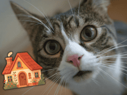 Superar el umbral de las 48 horas sin una visita de control incrementa exponencialmente los peligros de salud. ESPECIAL/Canva