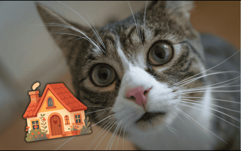 Superar el umbral de las 48 horas sin una visita de control incrementa exponencialmente los peligros de salud. ESPECIAL/Canva