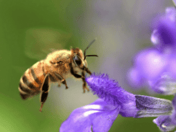 La transición hacia ciudades más verdes comienza con pequeñas acciones individuales que, integradas, forman corredores biológicos urbanos. ESPECIAL/Canva