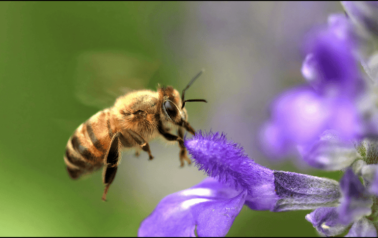 La transición hacia ciudades más verdes comienza con pequeñas acciones individuales que, integradas, forman corredores biológicos urbanos. ESPECIAL/Canva