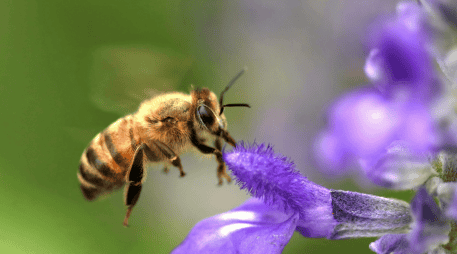 La transición hacia ciudades más verdes comienza con pequeñas acciones individuales que, integradas, forman corredores biológicos urbanos. ESPECIAL/Canva