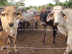 La ASICA Jalisco encabeza la implementación de un sistema de trampas y vigilancia en zonas afectadas para detectar y contener oportunamente la plaga. EFE/ARCHIVO