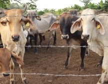 La ASICA Jalisco encabeza la implementación de un sistema de trampas y vigilancia en zonas afectadas para detectar y contener oportunamente la plaga. EFE/ARCHIVO