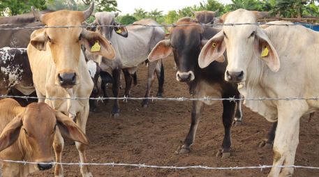 La ASICA Jalisco encabeza la implementación de un sistema de trampas y vigilancia en zonas afectadas para detectar y contener oportunamente la plaga. EFE/ARCHIVO