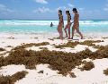Turistas caminan en una playa impactada por el sargazo este lunes 30 de marzo del 2026 en Cancún, Quintana Roo. EFE/A. Cupul