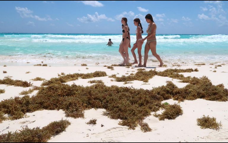 Turistas caminan en una playa impactada por el sargazo este lunes 30 de marzo del 2026 en Cancún, Quintana Roo. EFE/A. Cupul
