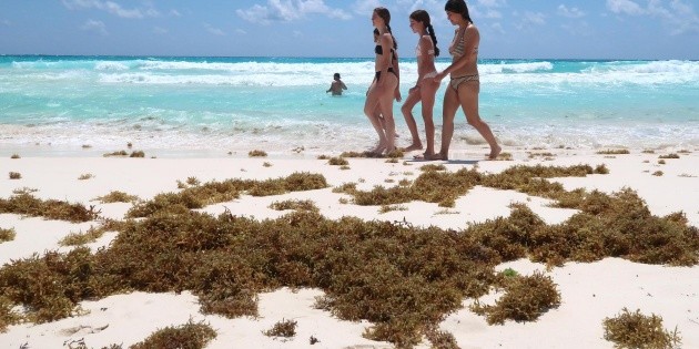 Marina combate sargazo en Quintana Roo; recolecta 16 mil toneladas