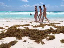 Turistas caminan en una playa impactada por el sargazo este lunes 30 de marzo del 2026 en Cancún, Quintana Roo. EFE/A. Cupul