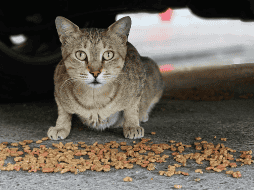 En México, esta problemática es especialmente relevante. Diversas asociaciones han señalado que existe una gran cantidad de perros y gatos viviendo en la vía pública. CANVA