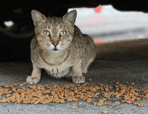 En México, esta problemática es especialmente relevante. Diversas asociaciones han señalado que existe una gran cantidad de perros y gatos viviendo en la vía pública. CANVA