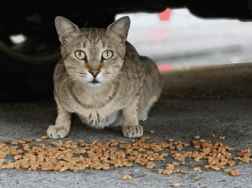 En México, esta problemática es especialmente relevante. Diversas asociaciones han señalado que existe una gran cantidad de perros y gatos viviendo en la vía pública. CANVA