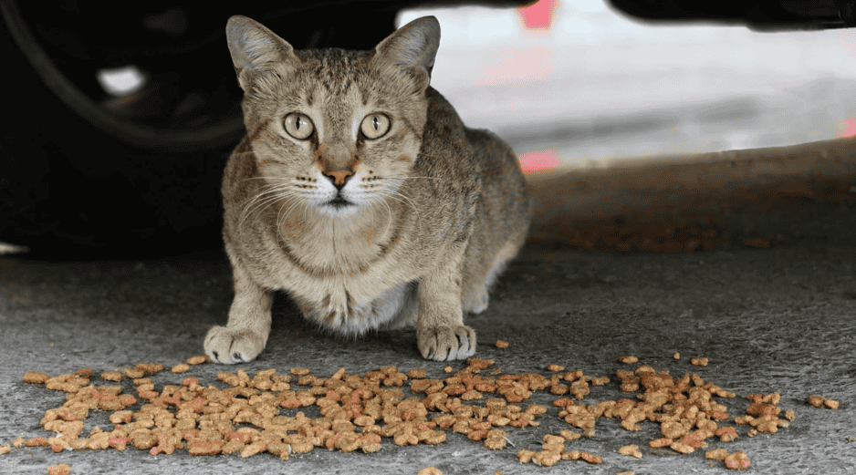 En México, esta problemática es especialmente relevante. Diversas asociaciones han señalado que existe una gran cantidad de perros y gatos viviendo en la vía pública. CANVA