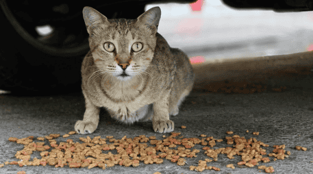 En México, esta problemática es especialmente relevante. Diversas asociaciones han señalado que existe una gran cantidad de perros y gatos viviendo en la vía pública. CANVA