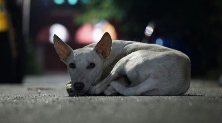En esta fecha se busca concientizar sobre la situación de animales domésticos sin hogar. ESPECIAL / UNSPLASH novi raj
