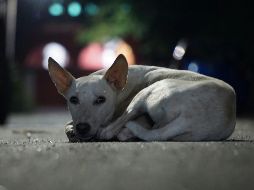 En esta fecha se busca concientizar sobre la situación de animales domésticos sin hogar. ESPECIAL / UNSPLASH novi raj