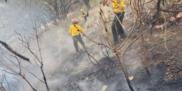 Incendio en La Primavera: Reportan nuevo siniestro forestal en el bosque