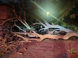 Dos árboles cayeron sobre vehículos estacionados y cableado de luz en las colonias Americana y Centro, en Guadalajara. ESPECIAL / Protección Civil y Bomberos de GDL