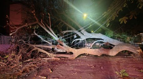 Dos árboles cayeron sobre vehículos estacionados y cableado de luz en las colonias Americana y Centro, en Guadalajara. ESPECIAL / Protección Civil y Bomberos de GDL