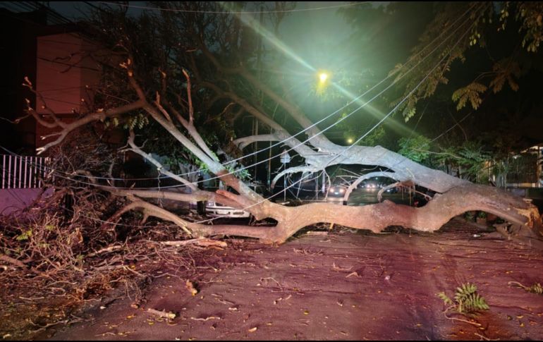 Dos árboles cayeron sobre vehículos estacionados y cableado de luz en las colonias Americana y Centro, en Guadalajara. ESPECIAL / Protección Civil y Bomberos de GDL