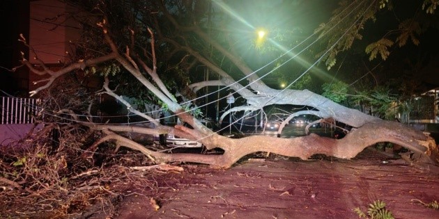 Lluvia en ZMG: Caen &aacute;rboles sobre veh&iacute;culos y cables tras tormenta en el AMG