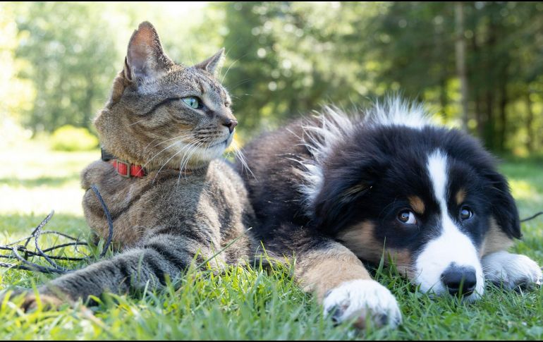 Los chequeos veterinarios regulares representan la mejor defensa. UNSPLASH / ANDREW S.