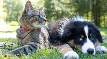 Los chequeos veterinarios regulares representan la mejor defensa. UNSPLASH / ANDREW S.