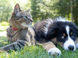 Los chequeos veterinarios regulares representan la mejor defensa. UNSPLASH / ANDREW S.