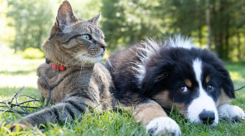 Los chequeos veterinarios regulares representan la mejor defensa. UNSPLASH / ANDREW S.