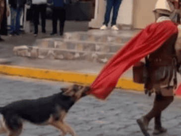 El resurgimiento de este video ha provocado una ola de reacciones en redes sociales, donde miles de usuarios han destacado la lealtad y valentía del perrito, convirtiéndolo en un símbolo espontáneo de empatía. ESPECIAL