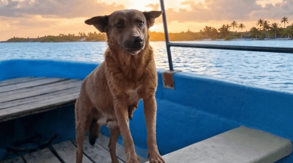 El presidente municipal de Huajuapan de León, Luis de León, informó que ha solicitado a la Dirección y Regiduría de Salud del Ayuntamiento para que se investigue la muerte de la perra Beni. ESPECIAL/ Facebook/ Luis de León