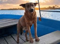 El presidente municipal de Huajuapan de León, Luis de León, informó que ha solicitado a la Dirección y Regiduría de Salud del Ayuntamiento para que se investigue la muerte de la perra Beni. ESPECIAL/ Facebook/ Luis de León