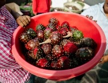 Estados como Jalisco, Oaxaca y Puebla se convierten en los principales protagonistas de su cultivo, recolección y venta a nivel nacional. EL INFORMADOR / ARCHIVO