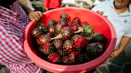 Estados como Jalisco, Oaxaca y Puebla se convierten en los principales protagonistas de su cultivo, recolección y venta a nivel nacional. EL INFORMADOR / ARCHIVO