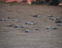 La actividad de desove de tortugas contó, además, con la participación de 291 turistas nacionales y de otras nacionalidades, y jóvenes ambientalistas. CORTESÍA/ Facebook/ Ministerio del Ambiente y de los Recursos Naturales de Nicaragua