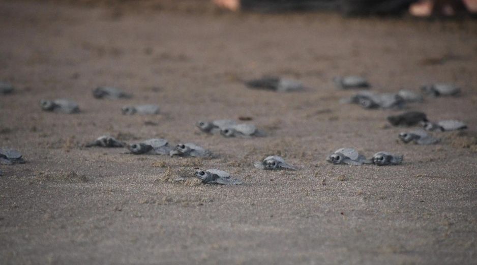 La actividad de desove de tortugas contó, además, con la participación de 291 turistas nacionales y de otras nacionalidades, y jóvenes ambientalistas. CORTESÍA/ Facebook/ Ministerio del Ambiente y de los Recursos Naturales de Nicaragua