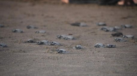 La actividad de desove de tortugas contó, además, con la participación de 291 turistas nacionales y de otras nacionalidades, y jóvenes ambientalistas. CORTESÍA/ Facebook/ Ministerio del Ambiente y de los Recursos Naturales de Nicaragua