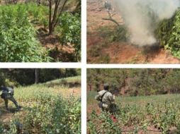 El personal militar descubrió cuatro sembradíos de marihuana y uno de amapola, por lo que dio vista a la Fiscalía General de la República y luego procedió a su destrucción, inicialmente manual y luego se incineró lo cortado. ESPECIAL