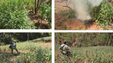 El personal militar descubrió cuatro sembradíos de marihuana y uno de amapola, por lo que dio vista a la Fiscalía General de la República y luego procedió a su destrucción, inicialmente manual y luego se incineró lo cortado. ESPECIAL