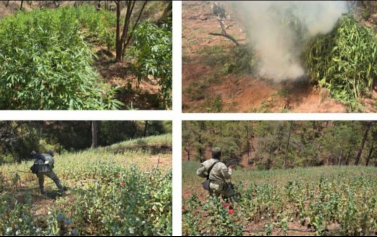 El personal militar descubrió cuatro sembradíos de marihuana y uno de amapola, por lo que dio vista a la Fiscalía General de la República y luego procedió a su destrucción, inicialmente manual y luego se incineró lo cortado. ESPECIAL