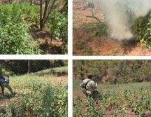 El personal militar descubrió cuatro sembradíos de marihuana y uno de amapola, por lo que dio vista a la Fiscalía General de la República y luego procedió a su destrucción, inicialmente manual y luego se incineró lo cortado. ESPECIAL